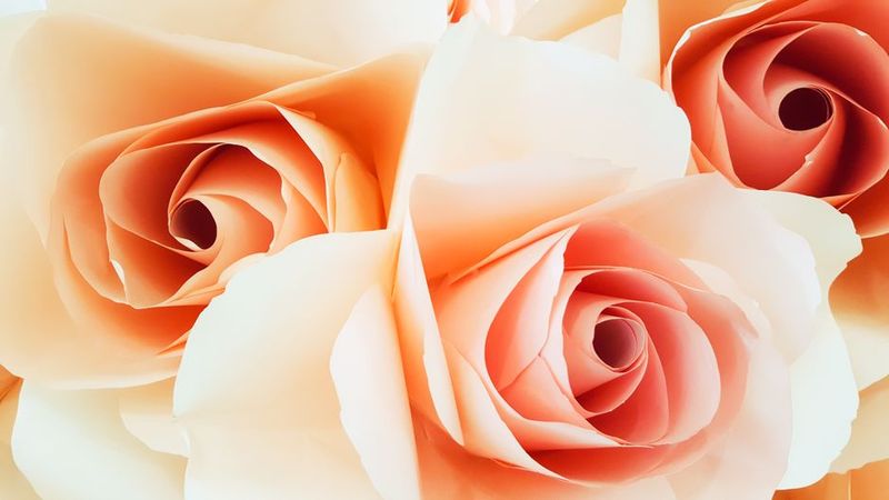 Nile Rose Single Stem